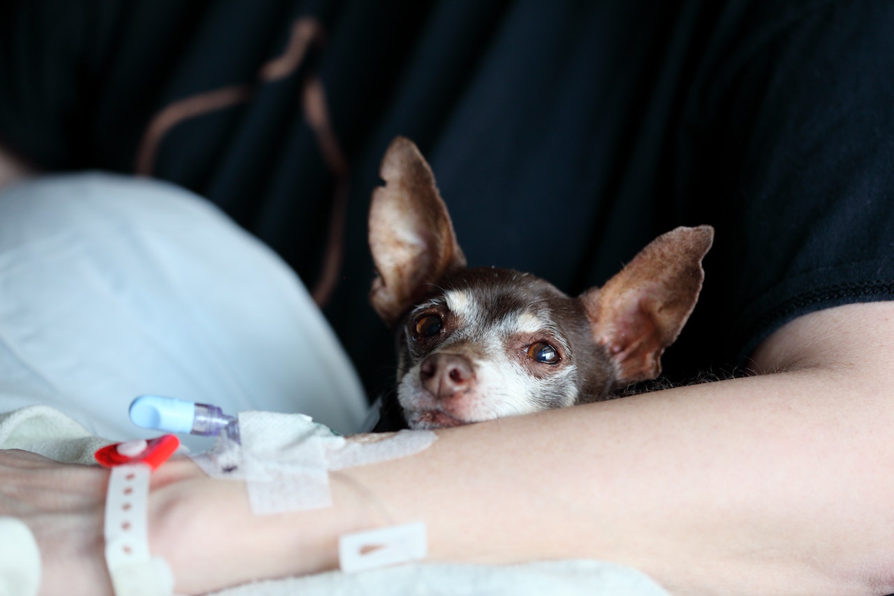 O que significa sonhar com um cachorro doente?