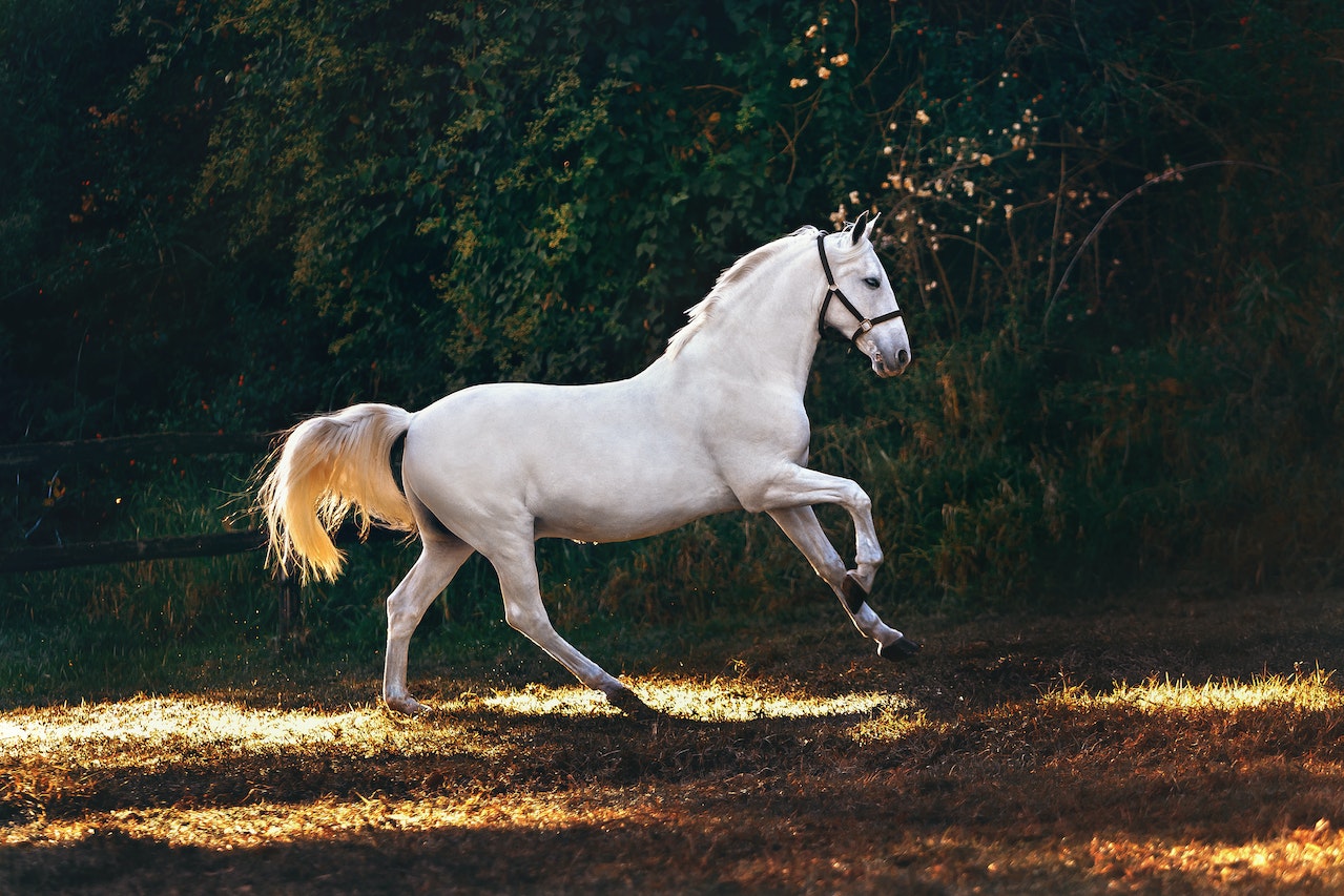 O que significa sonhar com um cavalo branco?