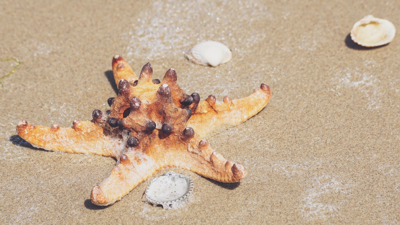 O que significa sonhar com uma estrela do mar?